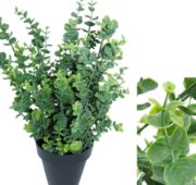 Eucalyptus vert en pot 40 cm