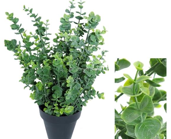 Eucalyptus vert en pot 40 cm