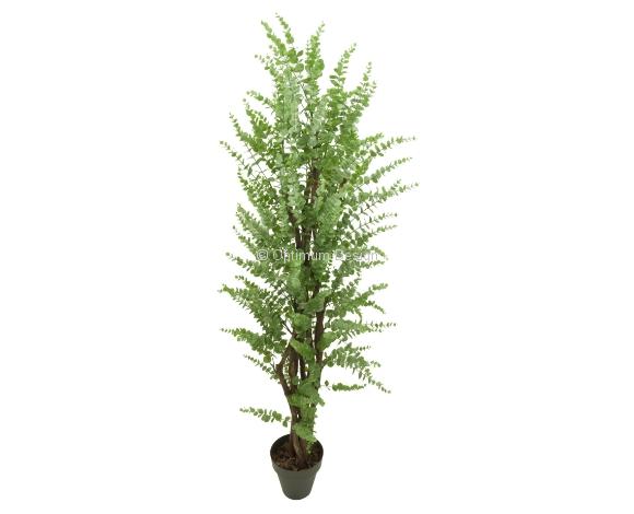 Eucalyptus vert clair
