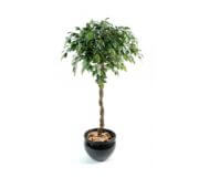 Ficus boule liane tressé 140 cm