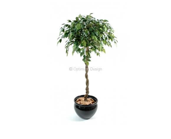 Ficus boule liane tressé 140 cm