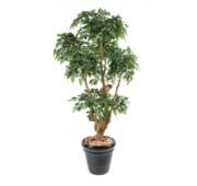 Ficus natasja 5 têtes 170 cm