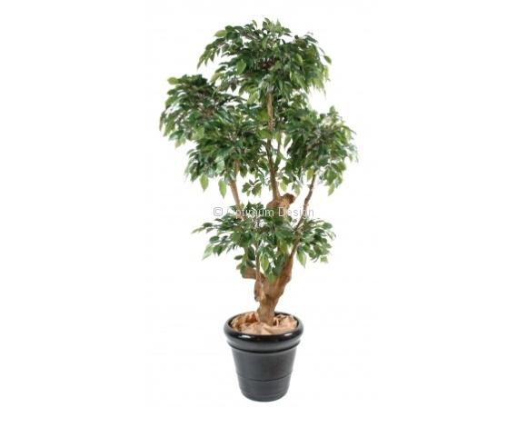 Ficus natasja 5 têtes 170 cm