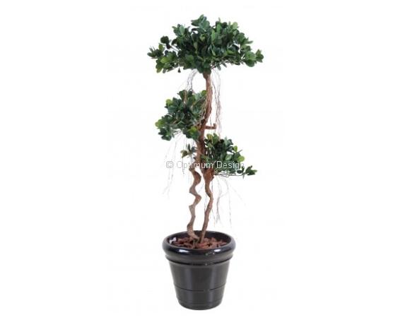 Ficus panda 140 et 170 cm