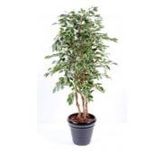 Ficus blanc panaché exotica 180 cm