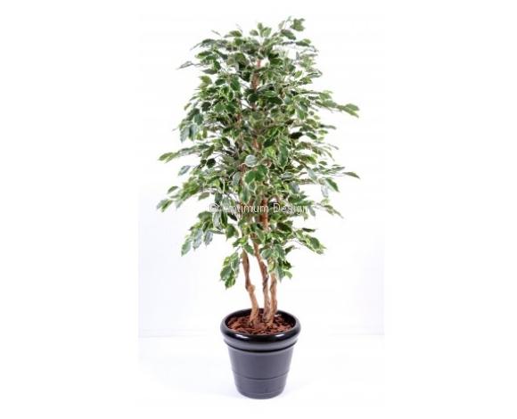 Ficus blanc panaché exotica 180 cm