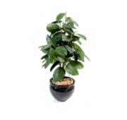 Ficus caoutchouc 110 cm