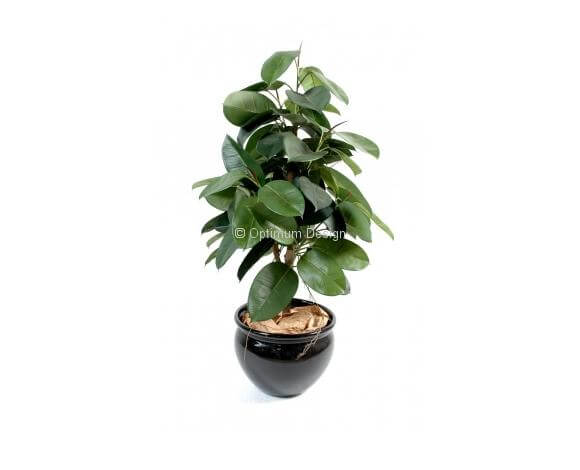 Ficus caoutchouc 110 cm