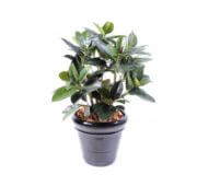 Ficus caoutchouc plantes multi 90 cm