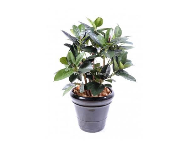 Ficus caoutchouc plantes multi 90 cm