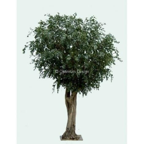 Ficus géant 350 cm