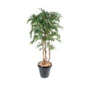 Ficus multi-liane 110, 150 et 180 cm