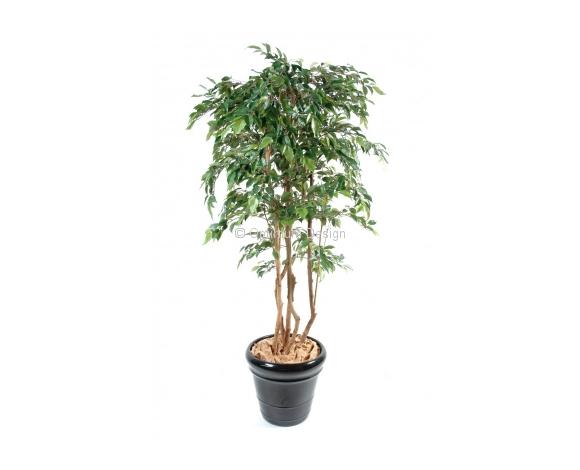 Ficus multi-liane 110, 150 et 180 cm