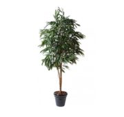 Ficus royal 190 et 250 cm