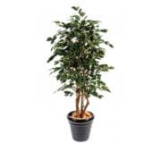 Ficus vert exotica 180 et 210cm