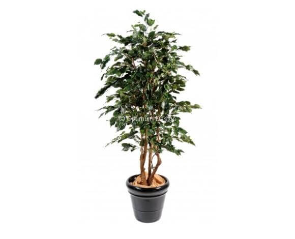Ficus vert exotica 180 et 210cm