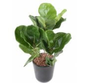 Ficus lyrata 45 cm