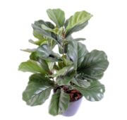 Ficus Lyrata 60cm