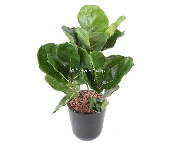 Ficus lyrata 45 cm