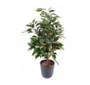 Ficus natasja en pot 60 cm