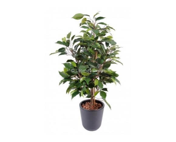 Ficus natasja en pot 60 cm
