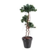 Ficus panda