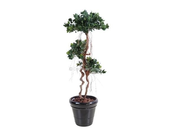 Ficus panda