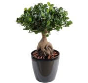 Ficus panda 45cm