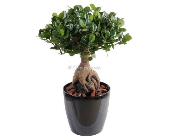 Ficus panda 45cm
