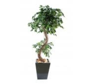 Ficus