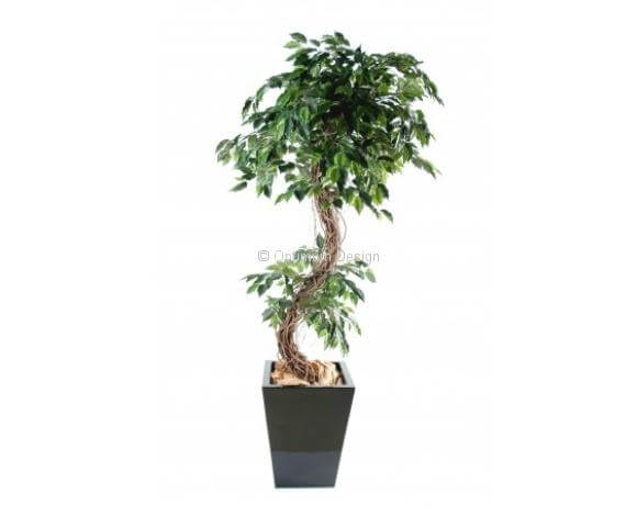 Ficus