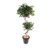 Ficus spirale 2 boules