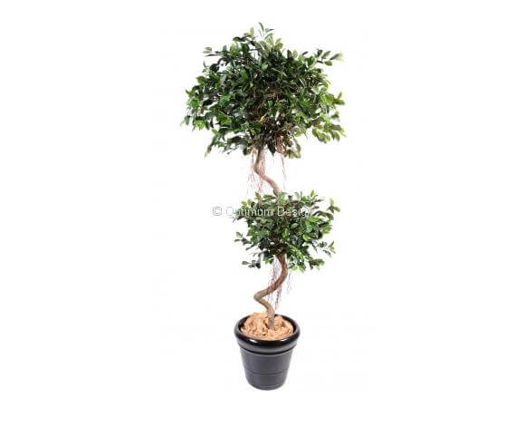 Ficus spirale 2 boules