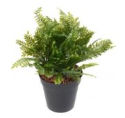 Fougère en pot 28 cm