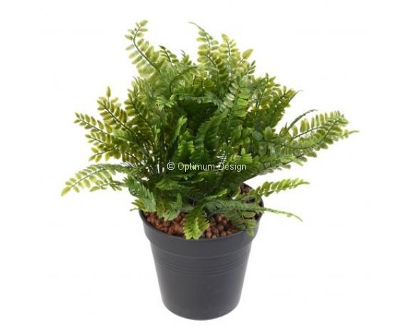 Fougère en pot 28 cm