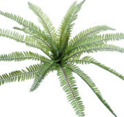 Fougère jungle 50 cm