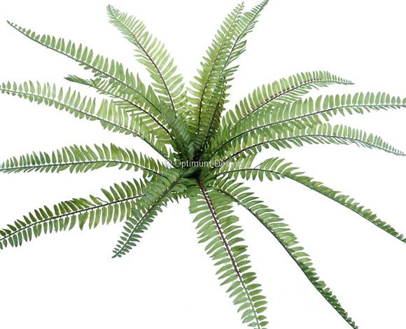 Fougère jungle 50 cm