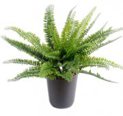 Fougère en pot 40 cm