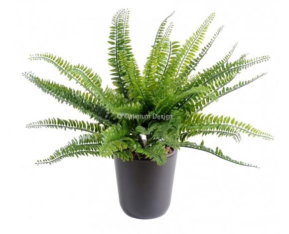 Fougère en pot 40 cm