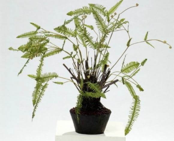 Fougère 60 cm