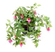 Fuchsia chute rose 25 cm