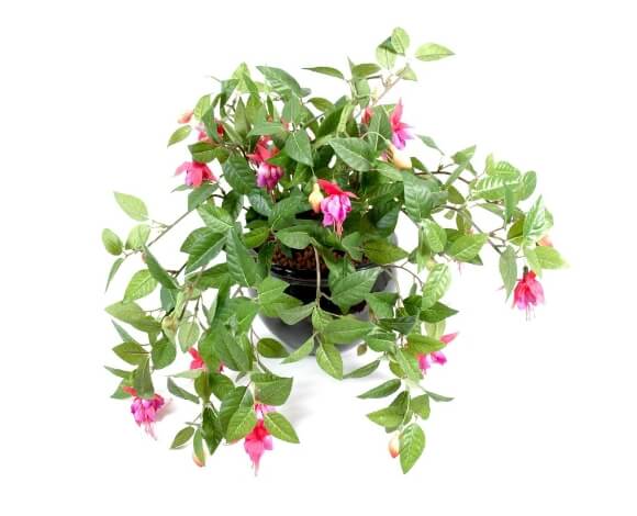 Fuchsia chute rose 25 cm