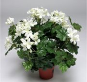 Géranium luxury blanc 35 cm
