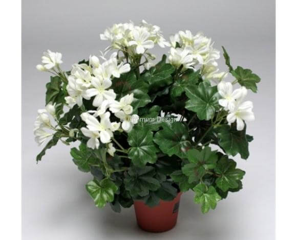 Géranium luxury blanc 35 cm