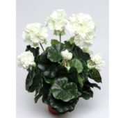 Géranium blanc 38 cm