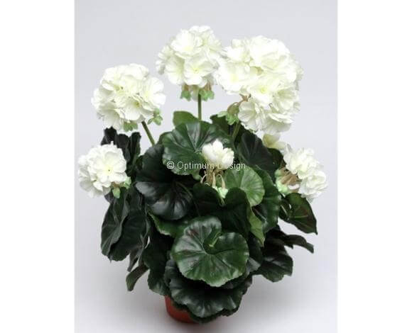 Géranium blanc 38 cm