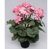 Géranium rose 38 cm
