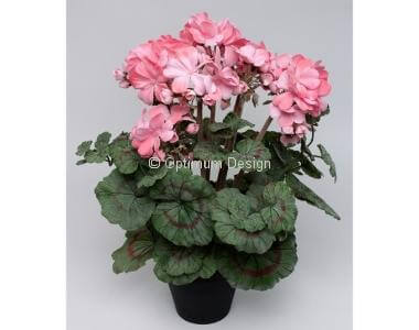 Géranium rose 38 cm