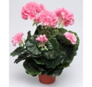 Géranium rose 43 cm