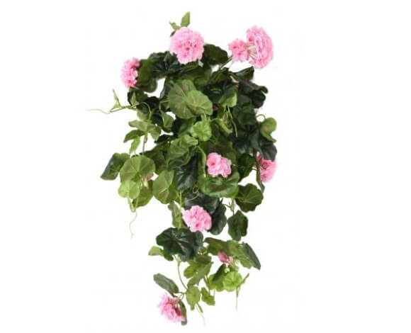 Géranium rose 60 cm